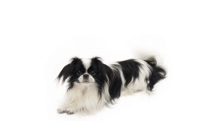 Japanese chin