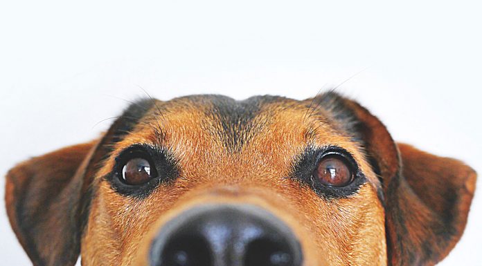 Λύσσα – εχθρός προ των πυλών