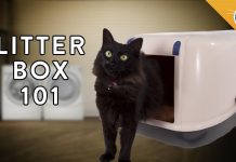 Όταν η γάτα σας δε χρησιμοποιεί το δοχείο με την άμμο