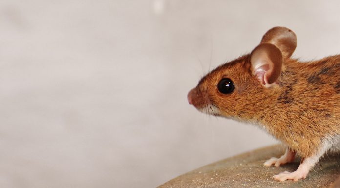 Η διατροφή της νυφίτσας και των τρωκτικών