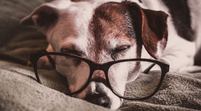 Ηλικίες ζώων σε ανθρώπινα χρόνια