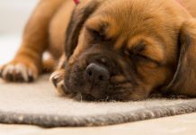 Τι πρέπει να ξέρετε για τα ενδοπαράσιτα.