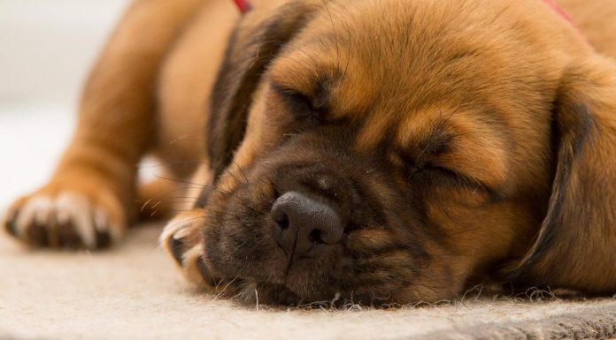 Τι πρέπει να ξέρετε για τα ενδοπαράσιτα.