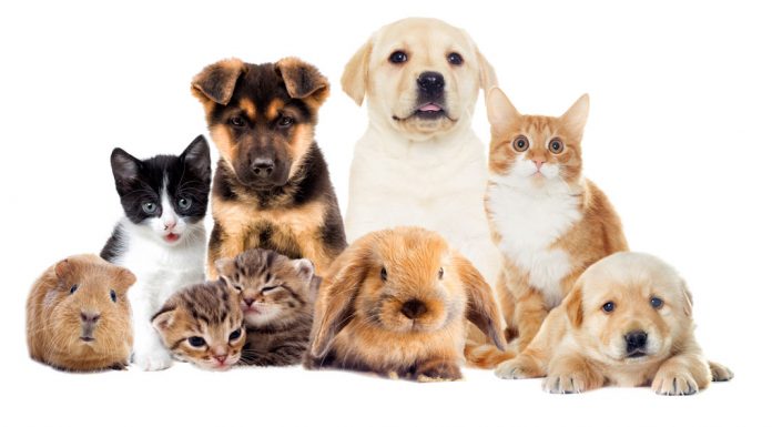 Φιλοζωΐα για ρεκόρ