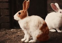 Η διατροφή του κουνελιού