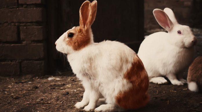Η διατροφή του κουνελιού