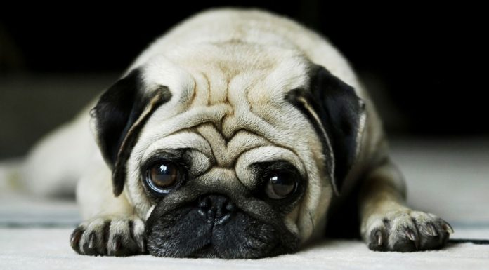 Prozac για σκύλους