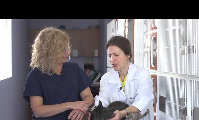 Πόσο ζουν οι γάτες, ακριβώς;