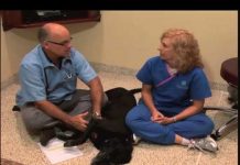 Οι κίνδυνοι της σοκολάτας, της σταφίδας, των σταφυλιών και της καφεΐνης στους σκύλους.