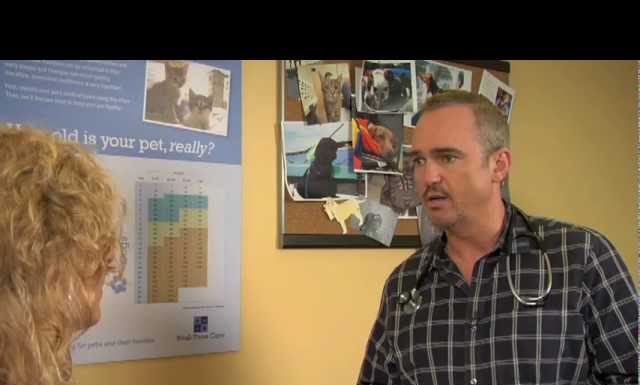 Πως να προστατεύσετε το ζώο σας από το κρύο.