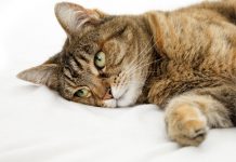 Η λευχαιμία της γάτας