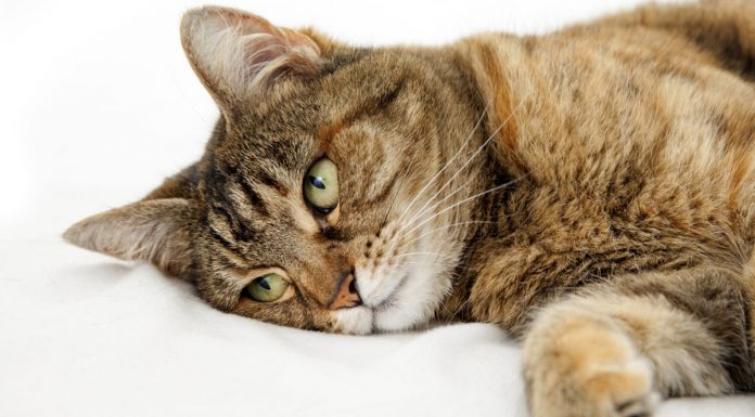 Η λευχαιμία της γάτας