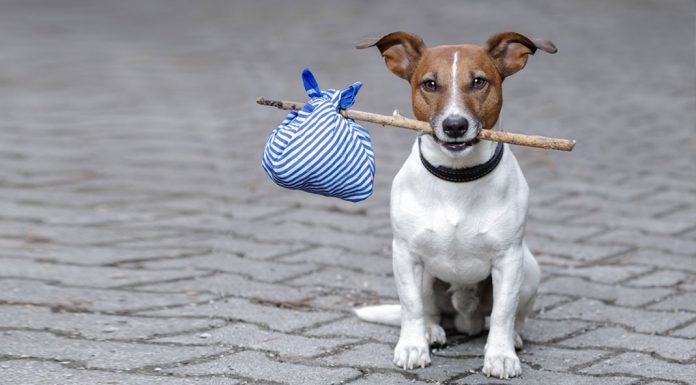 Ταξιδεύοντας με τον σκύλο μας