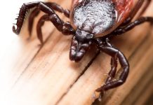 Τσιμπούρια. Πως μεγαλώνουν και πως μας βλάπτουν.