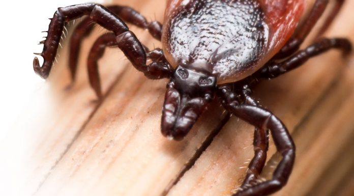 Τσιμπούρια. Πως μεγαλώνουν και πως μας βλάπτουν.