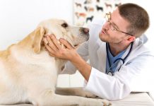 Το γενικό checkup της υγείας ενός σκύλου