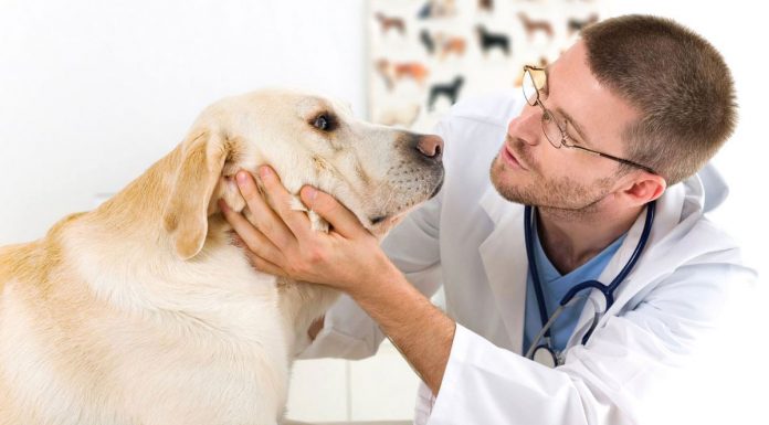 Το γενικό checkup της υγείας ενός σκύλου