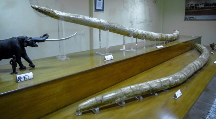 Οι μεγαλύτεροι χαυλιόδοντες του κόσμου