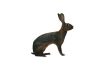 Belgian Hare