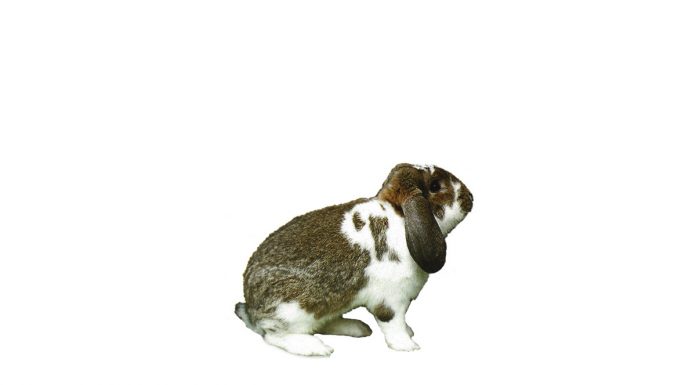 Lop Dwarf Netherland
