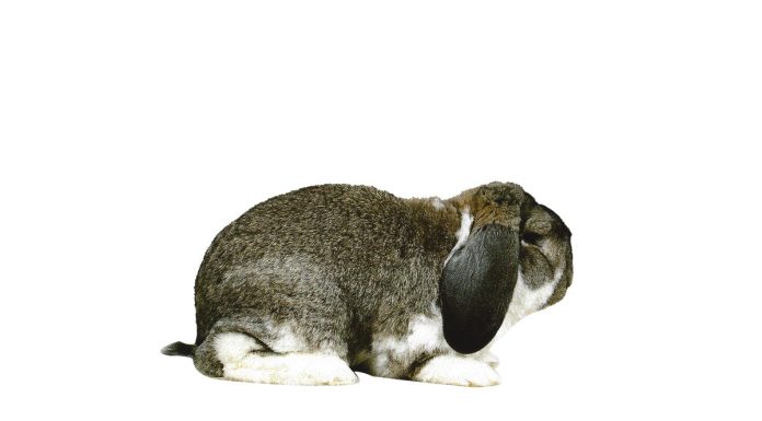 French Lop