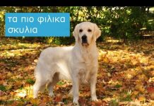 Οι 9 πιο φιλικές φυλές σκύλων