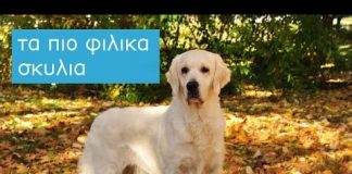 Οι 9 πιο φιλικές φυλές σκύλων