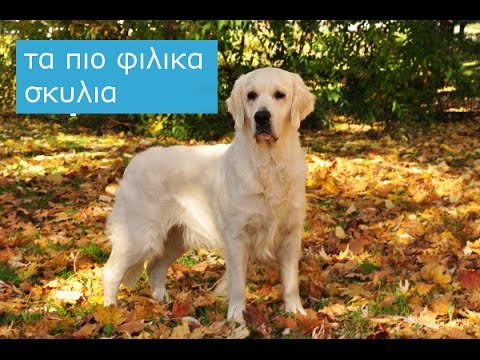 Οι 9 πιο φιλικές φυλές σκύλων