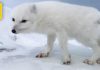 Αρκτική αλεπού καλωσορίζει εξερευνητές