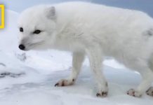 Αρκτική αλεπού καλωσορίζει εξερευνητές