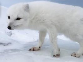Αρκτική αλεπού καλωσορίζει εξερευνητές