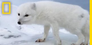 Αρκτική αλεπού καλωσορίζει εξερευνητές