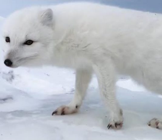 Αρκτική αλεπού καλωσορίζει εξερευνητές
