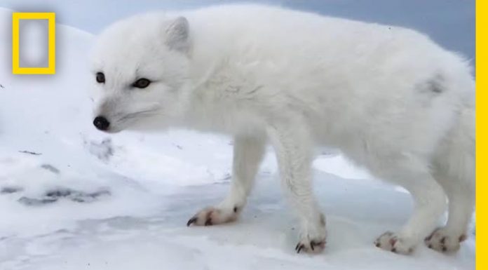 Αρκτική αλεπού καλωσορίζει εξερευνητές
