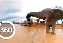 Ελέφαντες στην όχθη του ποταμού – 360° video