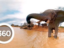 Ελέφαντες στην όχθη του ποταμού – 360° video