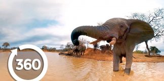 Ελέφαντες στην όχθη του ποταμού – 360° video
