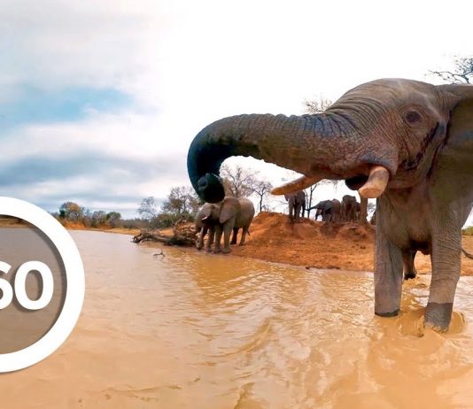 Ελέφαντες στην όχθη του ποταμού – 360° video