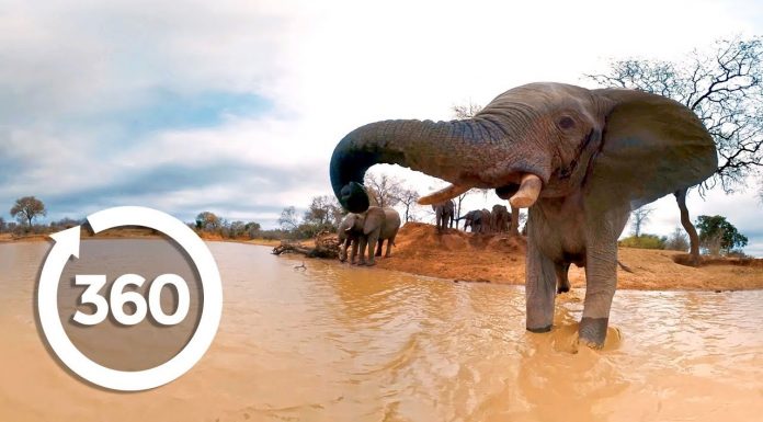 Ελέφαντες στην όχθη του ποταμού – 360° video