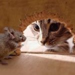 Σύσταση της φυσικής τροφής της γάτας