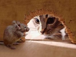 Σύσταση της φυσικής τροφής της γάτας