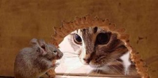 Σύσταση της φυσικής τροφής της γάτας