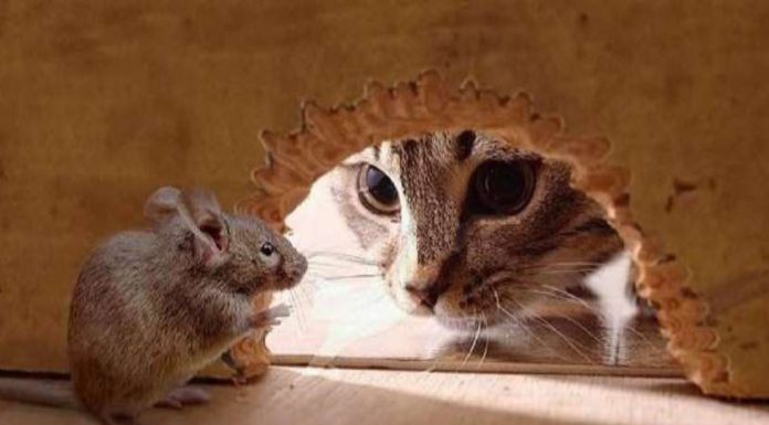 Σύσταση της φυσικής τροφής της γάτας