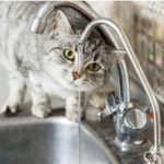 Γιατί είναι απαραίτητο το νερό στη γάτα;