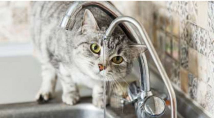 Γιατί είναι απαραίτητο το νερό στη γάτα;